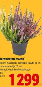 Háromszínű csarab – Lidl