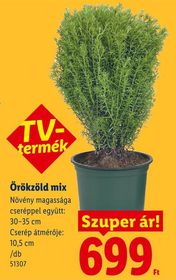 Örökzöld mix – Lidl