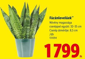 Fácánlevelűek** – Lidl