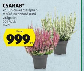 CSARAB* – Aldi