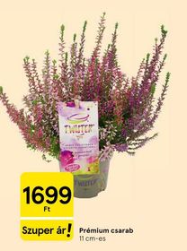 Prémium csarab – Tesco