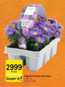 Fagytűrő törpe őszirózsa – Tesco